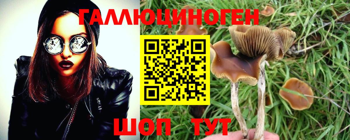 Псилоцибиновые грибы Psilocybe Карасук